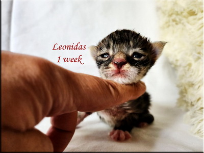 leonidas1week