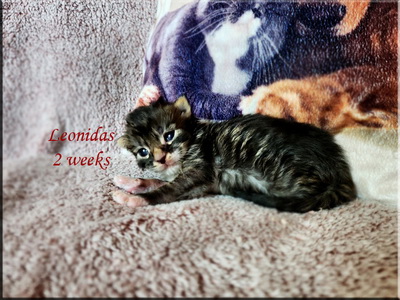 leonidas2 weeks