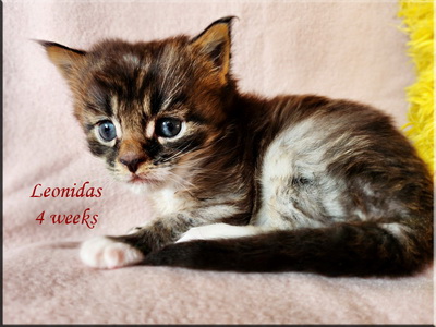leonidas4weeks