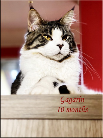 gagarin10months