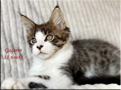 gagarin11weeks