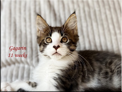 gagarin11weeks