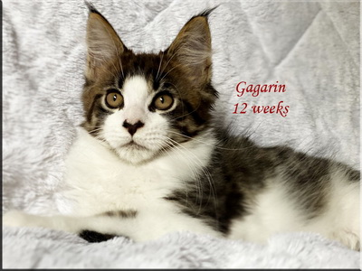 gagarin12weeks