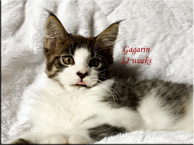 gagarin12weeks