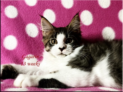 gagarin13weeks