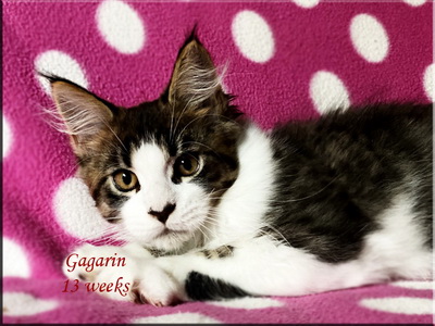 gagarin13weeks