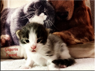 gagarin1week1