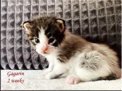 gagarin2weeks