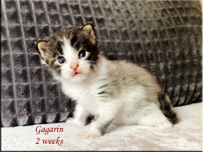 gagarin2weeks