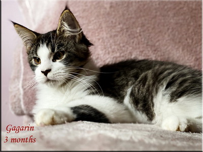 gagarin3months