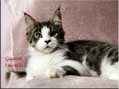 gagarin3months