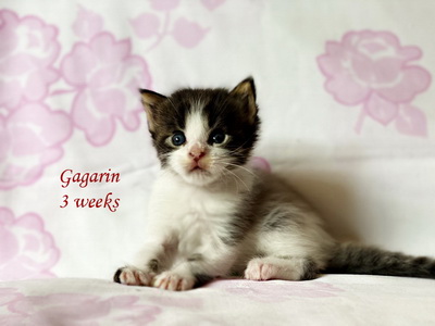 gagarin3weeks