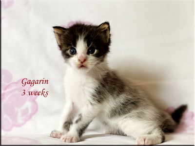 gagarin3weeks