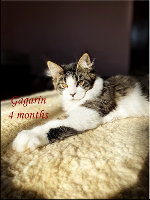 gagarin4months