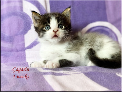 gagarin4weeks