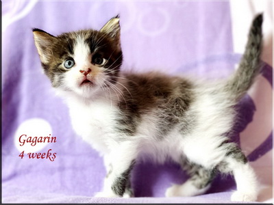 gagarin4weeks