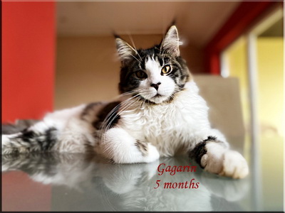 gagarin5months