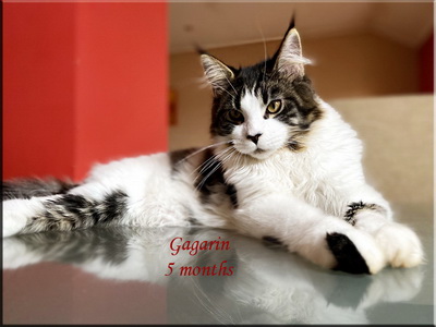 gagarin5months