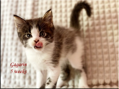 gagarin5weeks