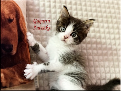 gagarin5weeks