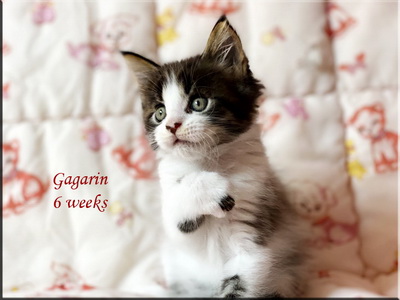 gagarin6weks