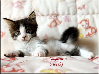 gagarin6weks