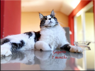 gagarin7months
