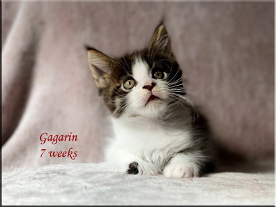 gagarin7weeks