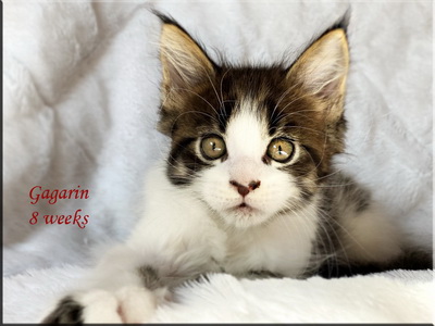 gagarin8weeks