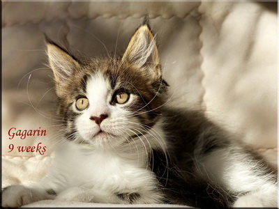 gagarin9weeks
