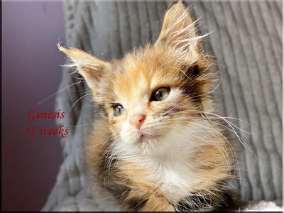 genesis11weeks