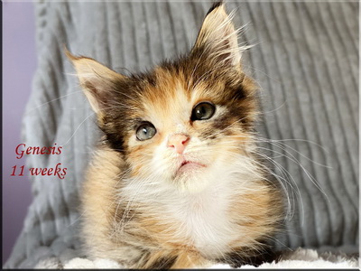 genesis11weeks
