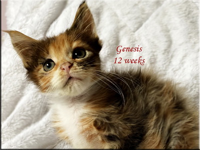genesis12weeks