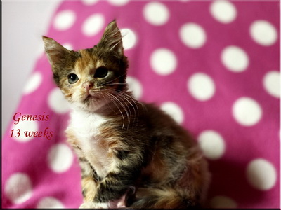 genesis13weeks
