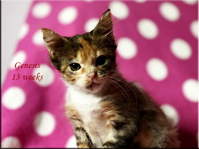 genesis13weeks