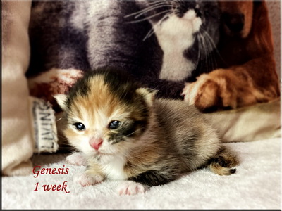 Genesis1week1