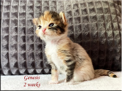 genesis2weeks