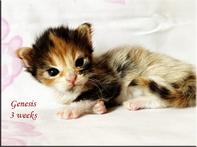 genesis3weeks