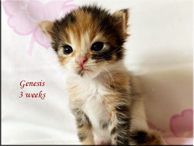 genesis3weeks