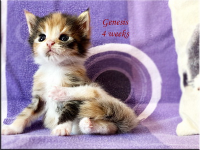 genesis4weeks