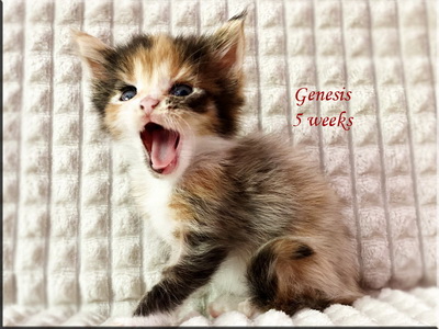 genesis5weeks