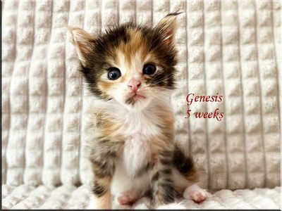 genesis5weeks