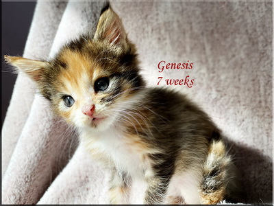 genesis7weeks