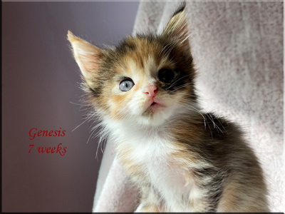 genesis7weeks
