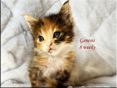 genesis8weeks