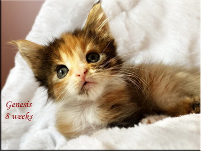 genesis8weeks