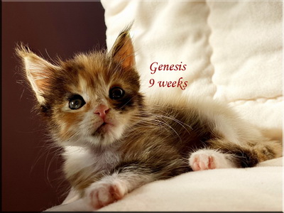 genesis9weeks