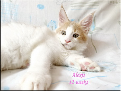 alexis12w