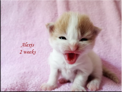 alexis2w