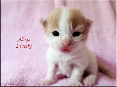 alexis2w